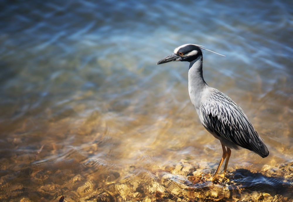 gray and white bird on brown rock