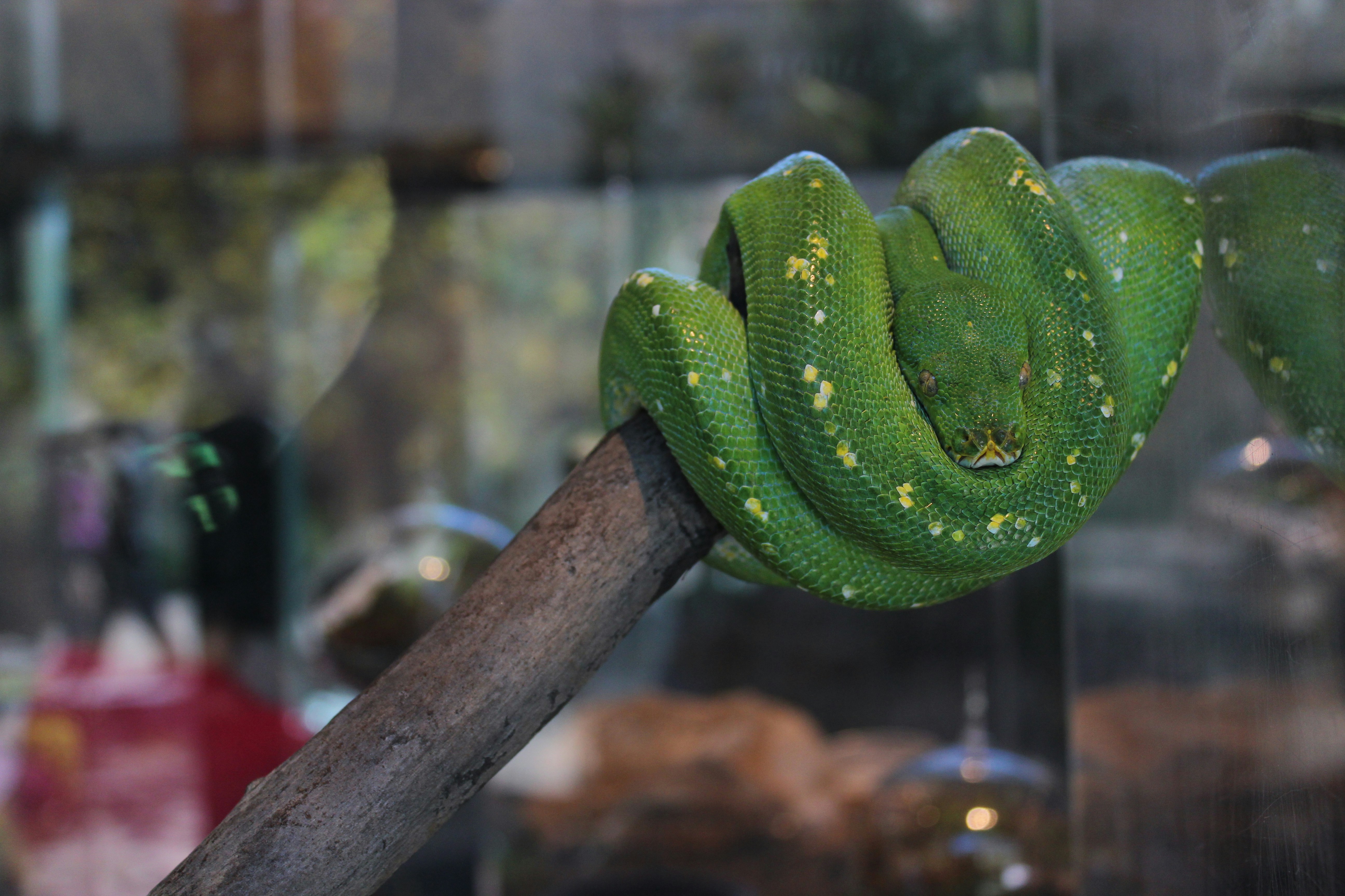 green snake on brown tree branch
