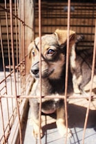 A young dog with brown and black fur looks through the bars of a cage, appearing alert and curious. Sunlight casts shadows over its face, highlighting its eyes and ears. The cage appears old and rusty, with a dirt floor.