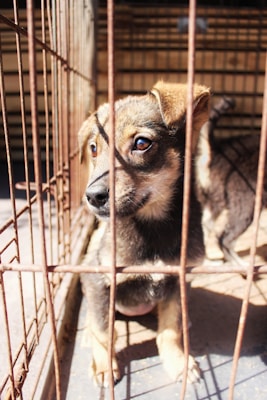 A young dog with brown and black fur looks through the bars of a cage, appearing alert and curious. Sunlight casts shadows over its face, highlighting its eyes and ears. The cage appears old and rusty, with a dirt floor.