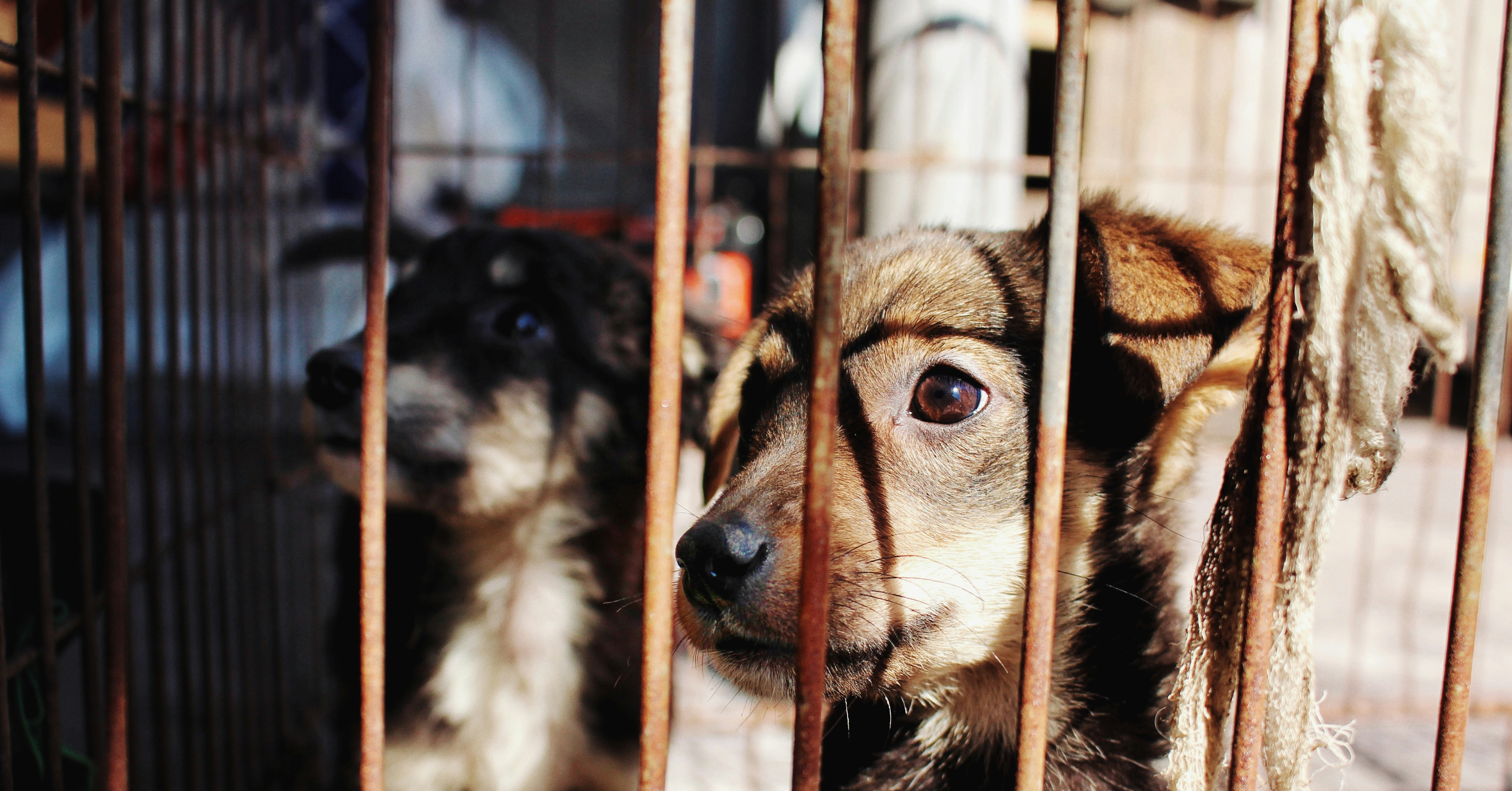 Những nơi nhận nuôi dưỡng chó mèo lang thang tại TpHCM · Cứu Trợ Động Vật Việt Nam