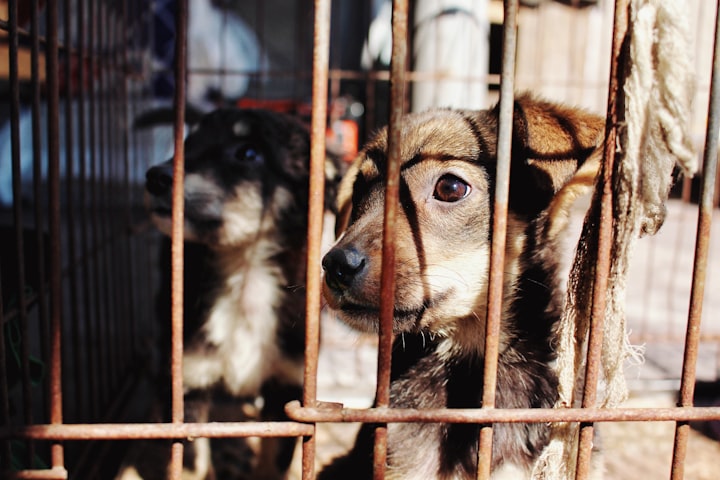 kennel guillotine
