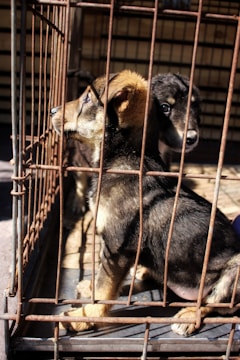 Two puppies are inside a rusty metal cage, with one puppy facing forward and the other looking to the side. They have dark fur with lighter patches and seem to be in a confined space with shadows cast by the cage bars.