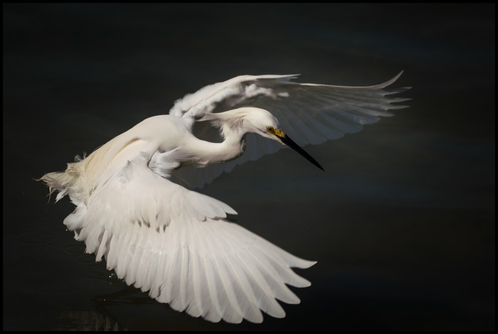 white bird flying over body of water during daytime