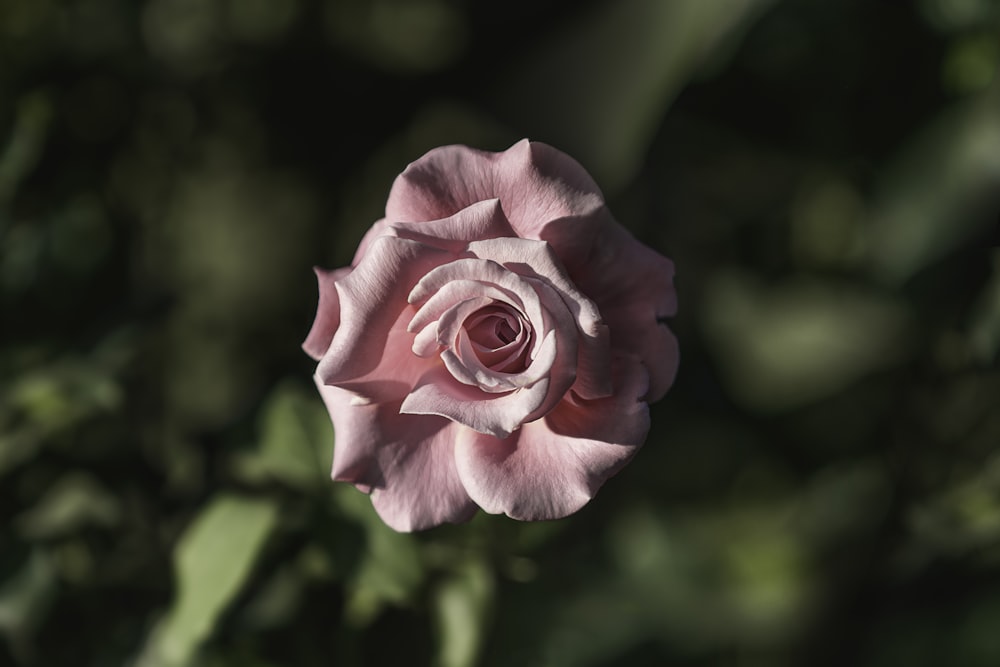 昼間に咲くピンクのバラ
