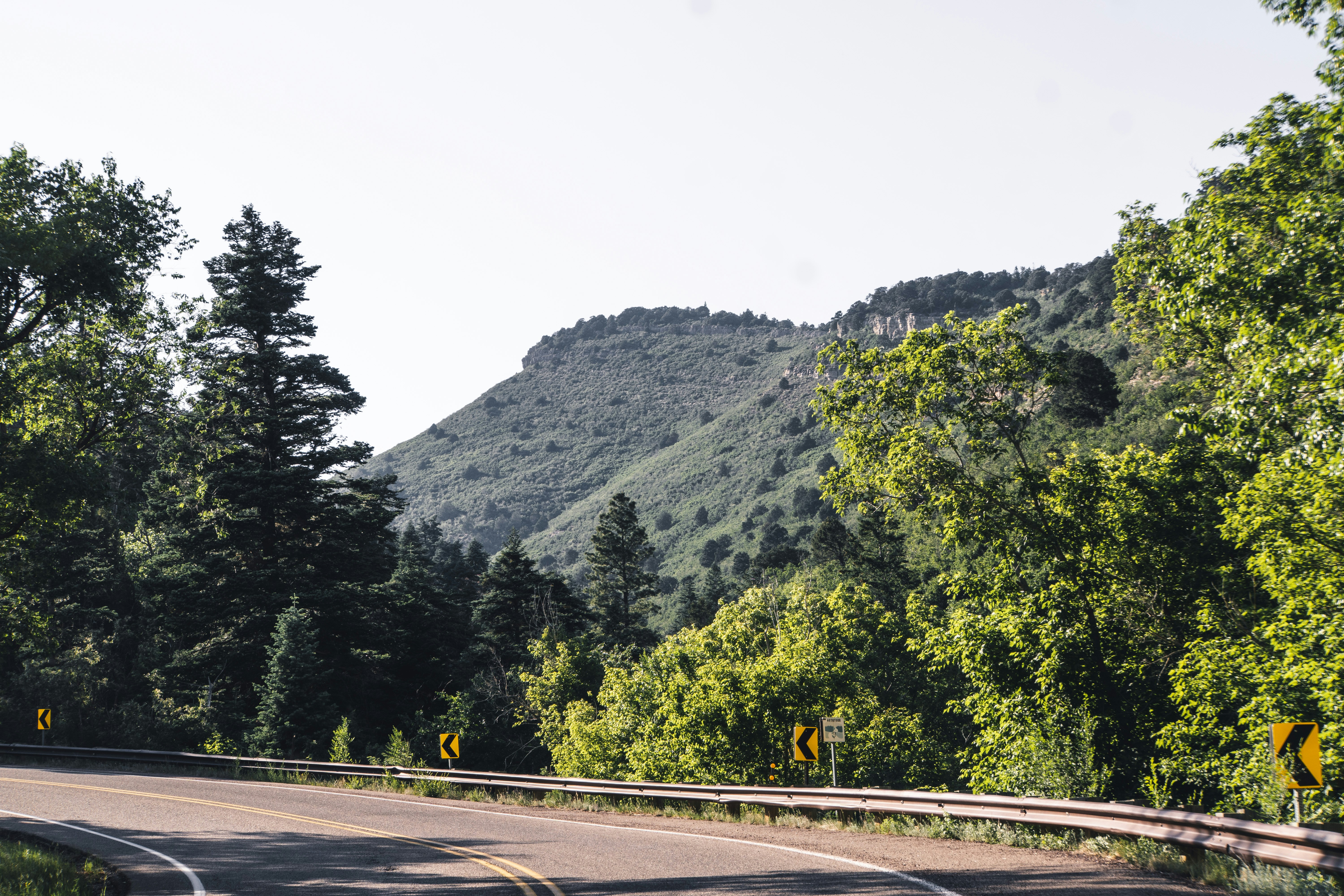 Tree-Lined Byway Drive Begins