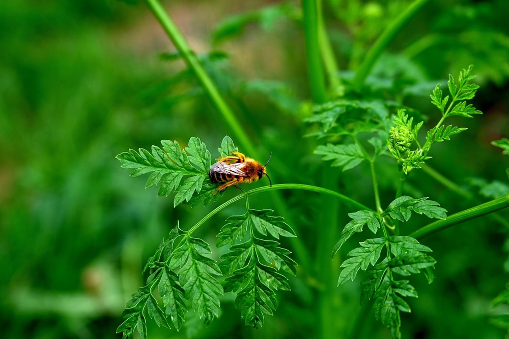 yellow and black bee on green plant