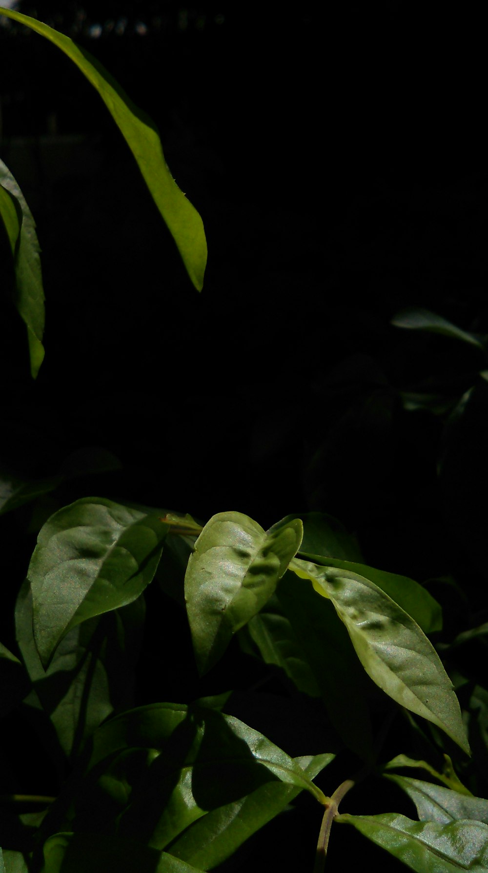 Green leaves in black background photo – Free Full screen ...