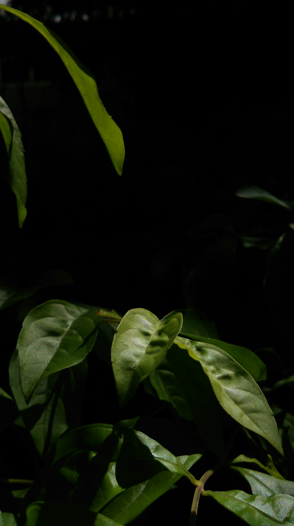 green leaves in black background