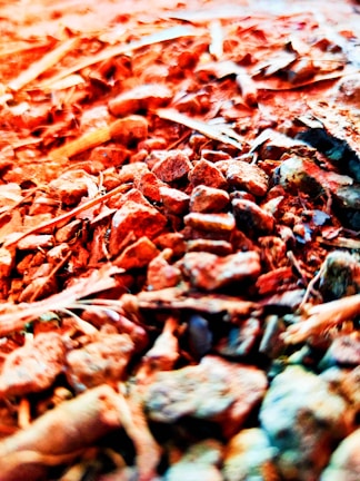 A close-up view of reddish-orange textured rocks scattered over a surface, with varying sizes and shapes. Some dry twigs or sticks are interspersed among the rocks, adding to the rugged and earthy appearance.