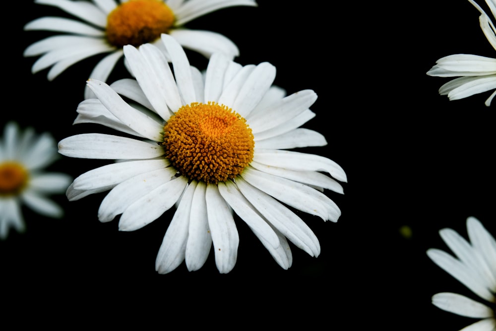 white daisy in bloom with black background
