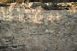 Close-up of delicate textures on a weathered wooden surface bathed in soft sunlight.