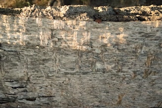 Close-up of a craftsman carefully restoring a weathered teak deck under natural sunlight.