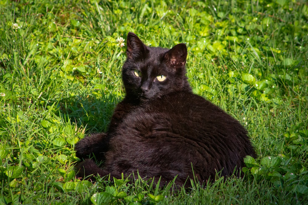 black cat on green grass during daytime