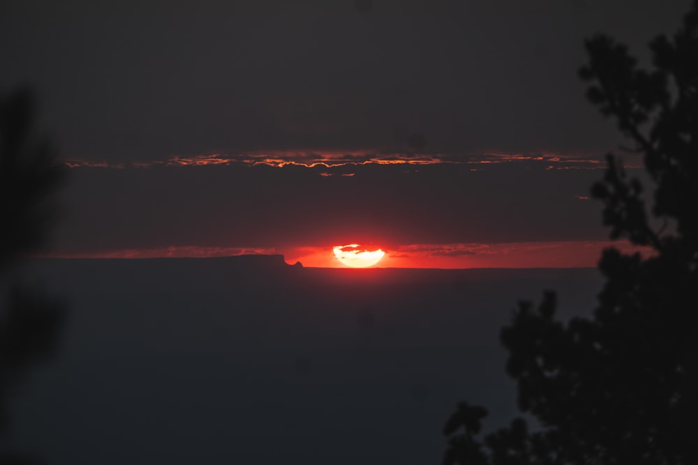 silhouette of trees during sunset