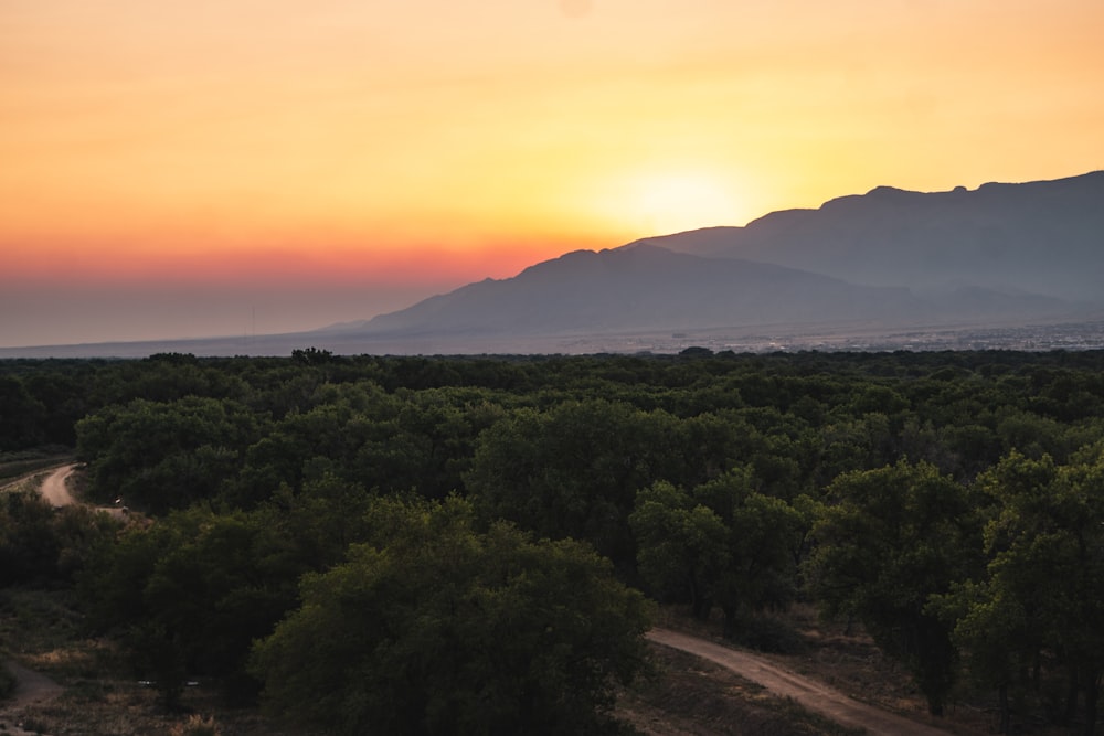 green trees near mountain during sunset