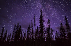 green trees under starry night