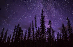 green trees under starry night