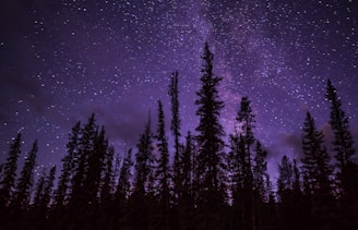 green trees under starry night