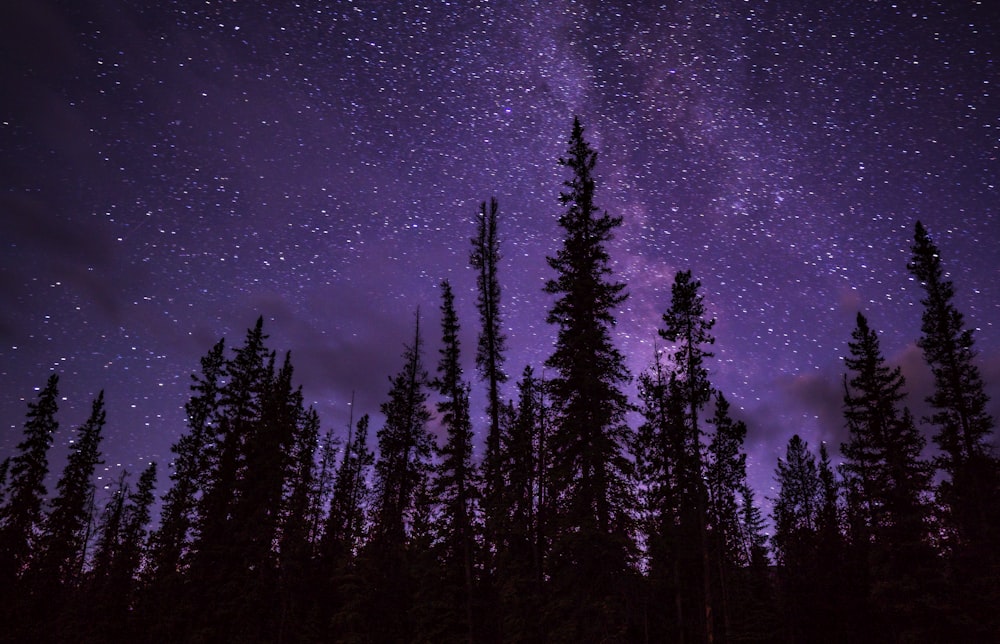 green trees under starry night