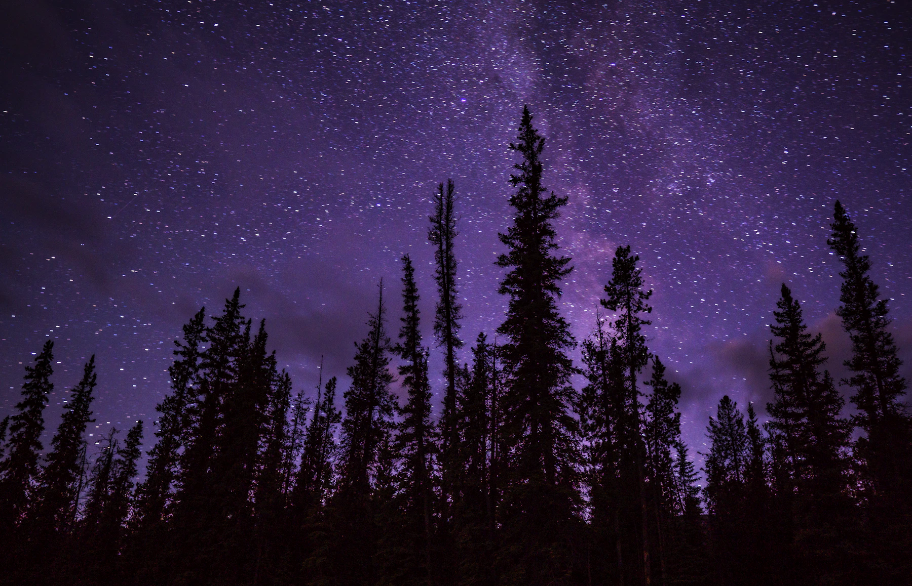 Pine trees beneath a clear night sky filled with stars