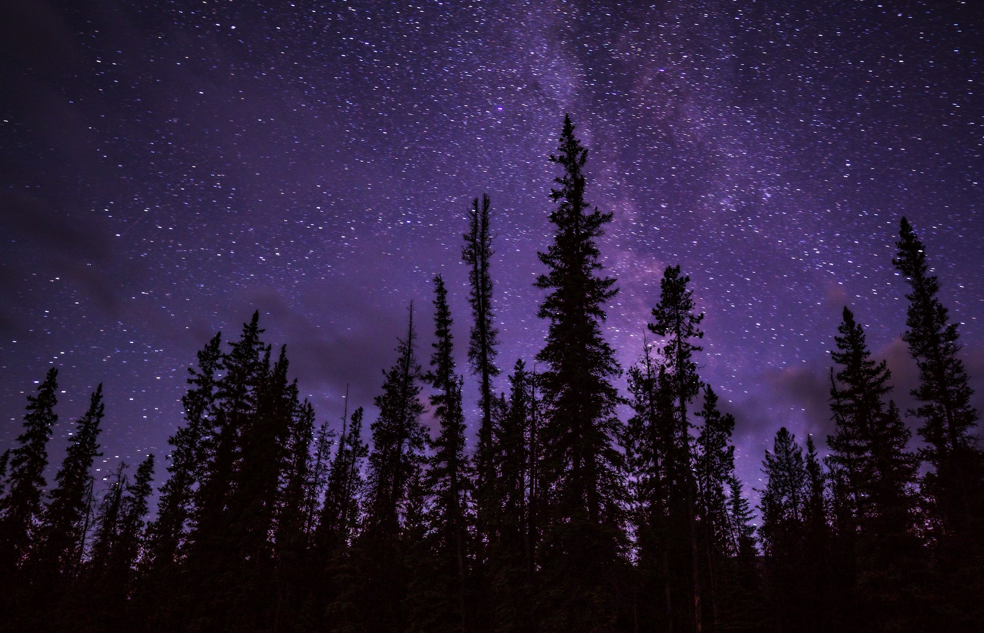 green trees under starry night