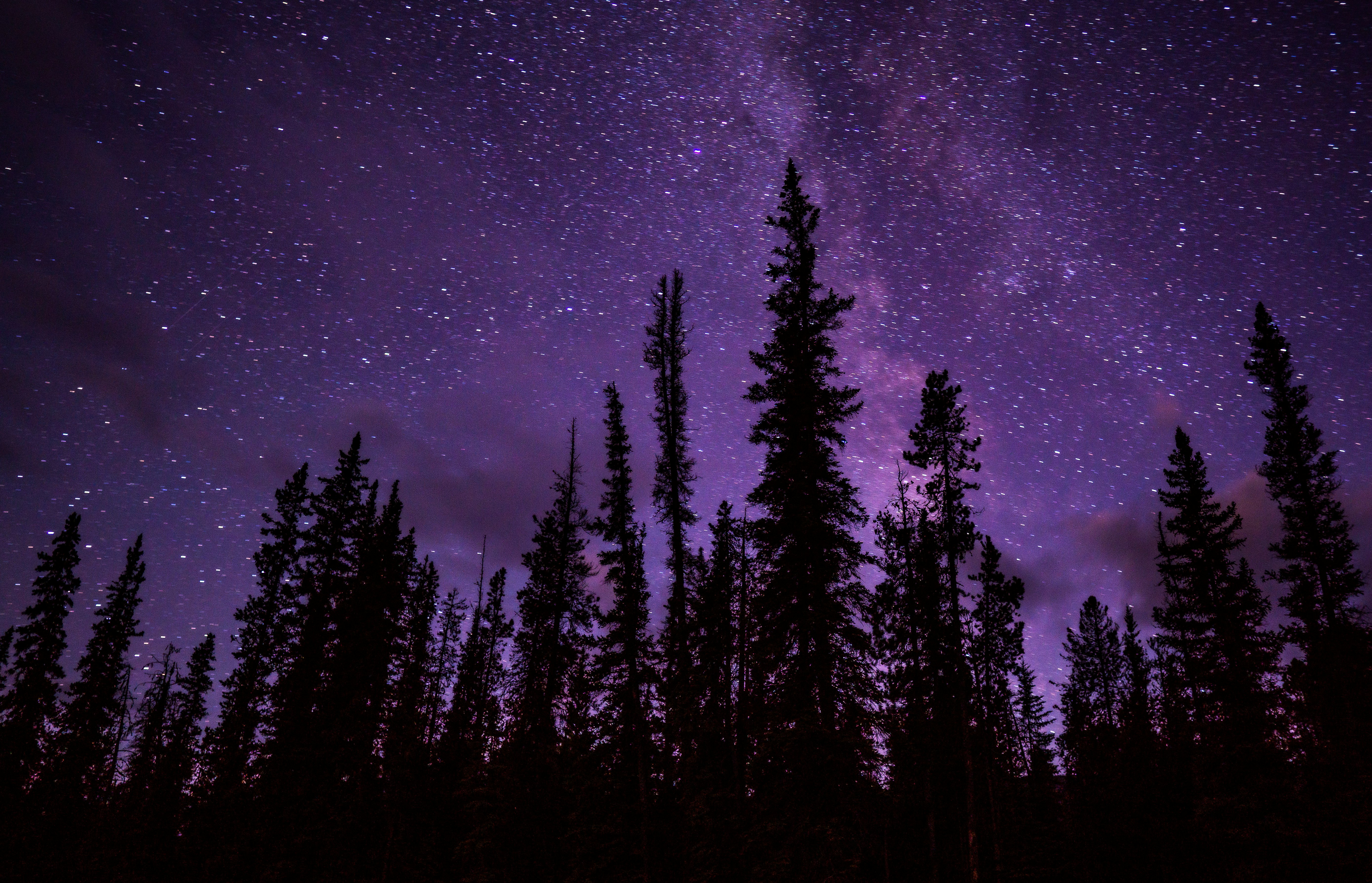 green trees under starry night