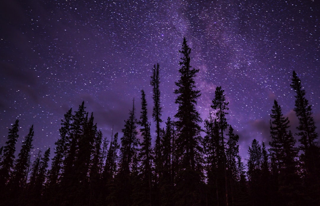 green trees under starry night, Night Sky Of Stars And Milky Way Through Pines In Dark Sky Preserve In Alberta Canada