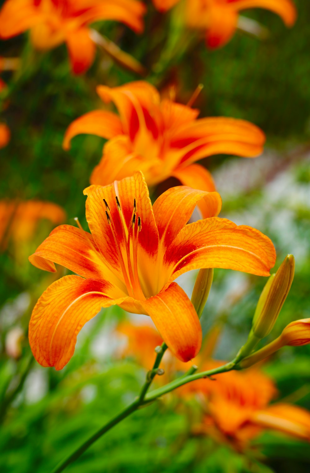 orange flower in tilt shift lens