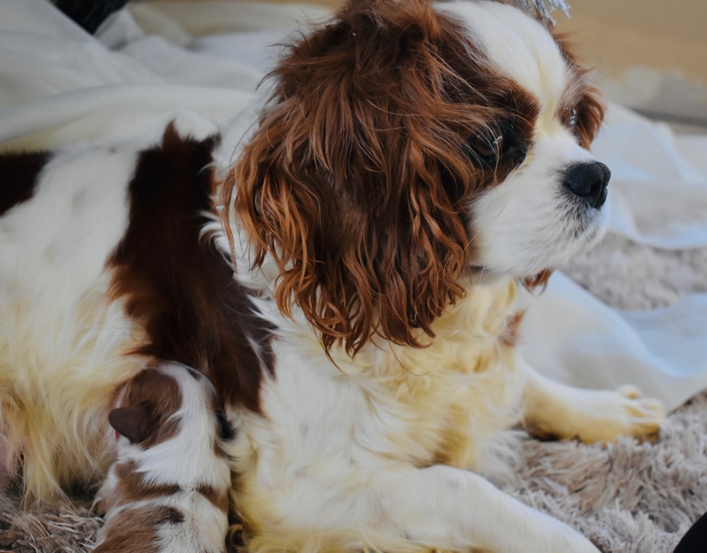 brown and white long coated small dog lying on white textile