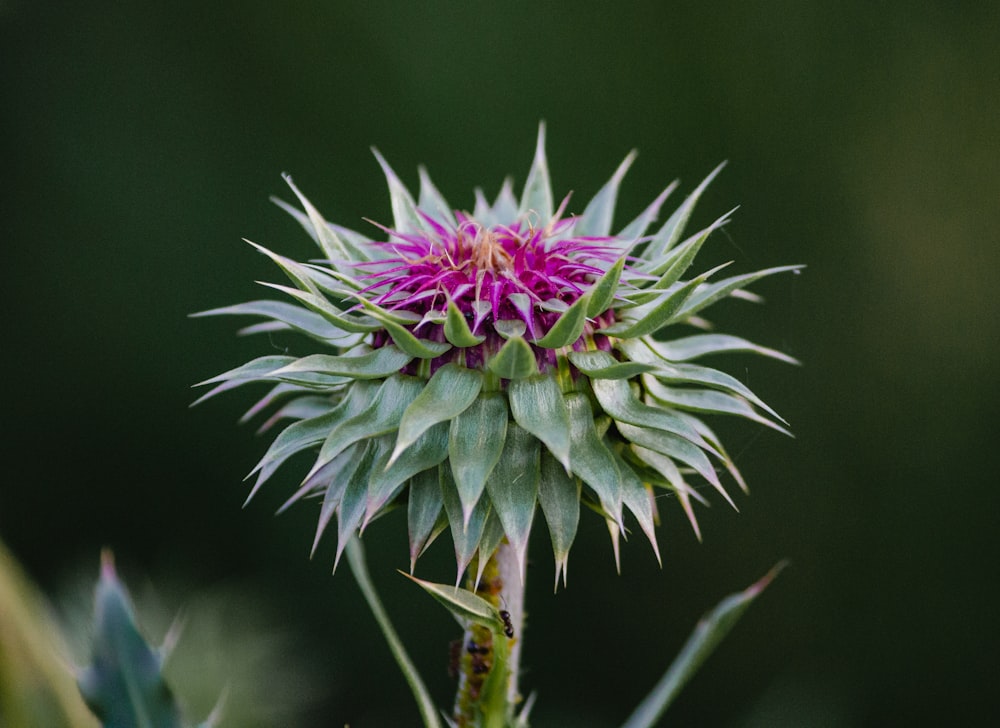 green and pink flower bud