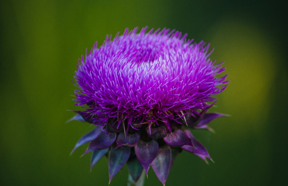 purple flower in macro lens