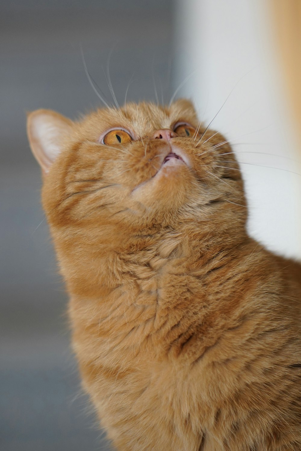 orange tabby cat in close up photography