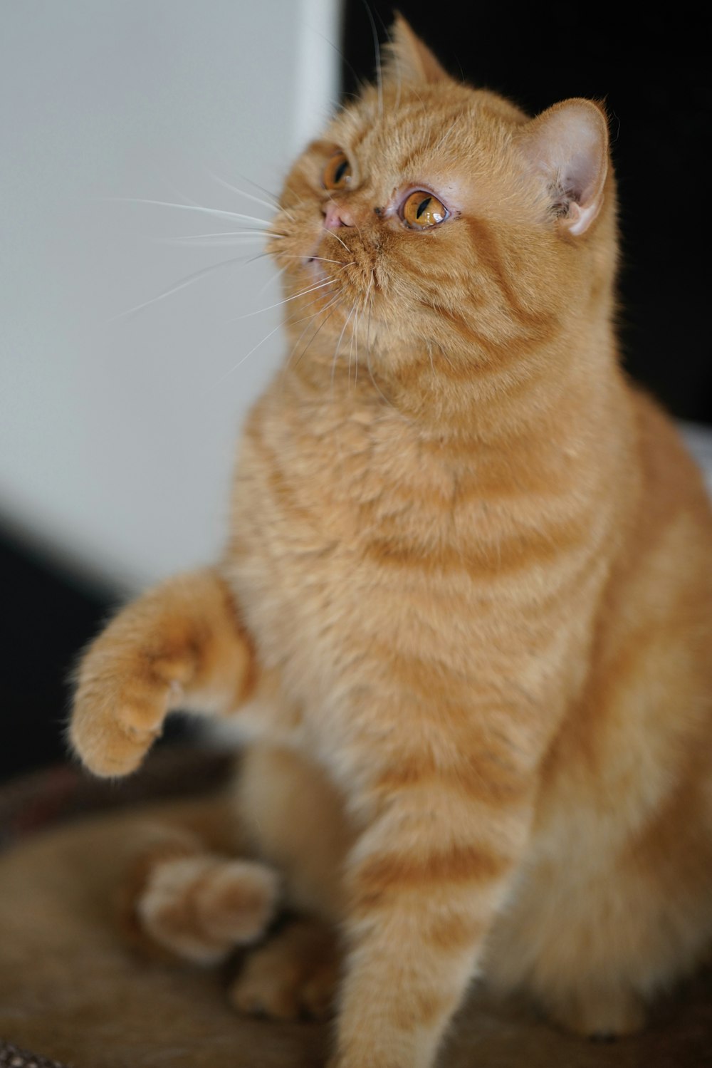 orange tabby cat on brown wooden table