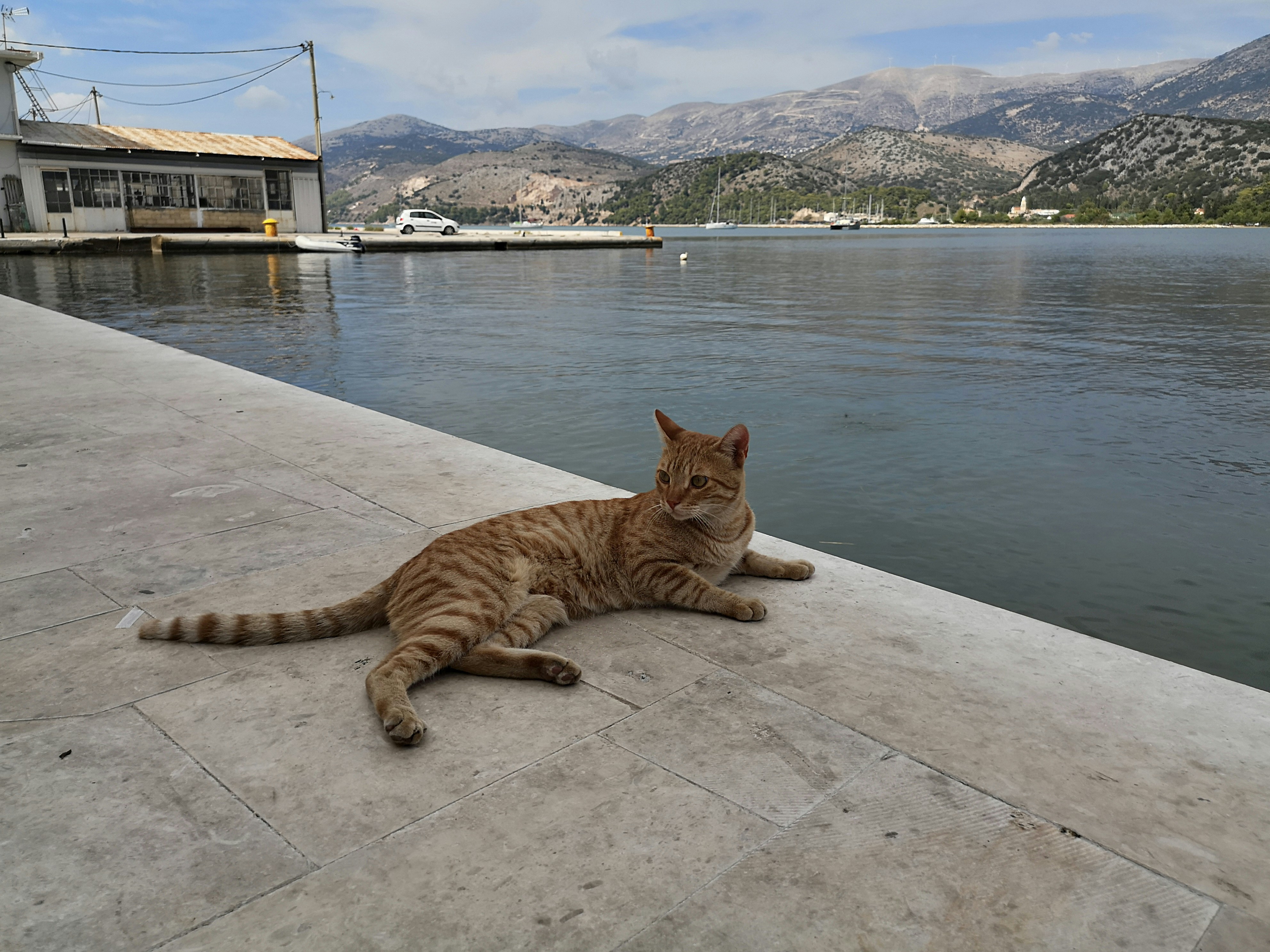 Γιατί η Γάτα μου δεν Χρησιμοποιεί την Άμμο; Αιτίες και Λύσεις