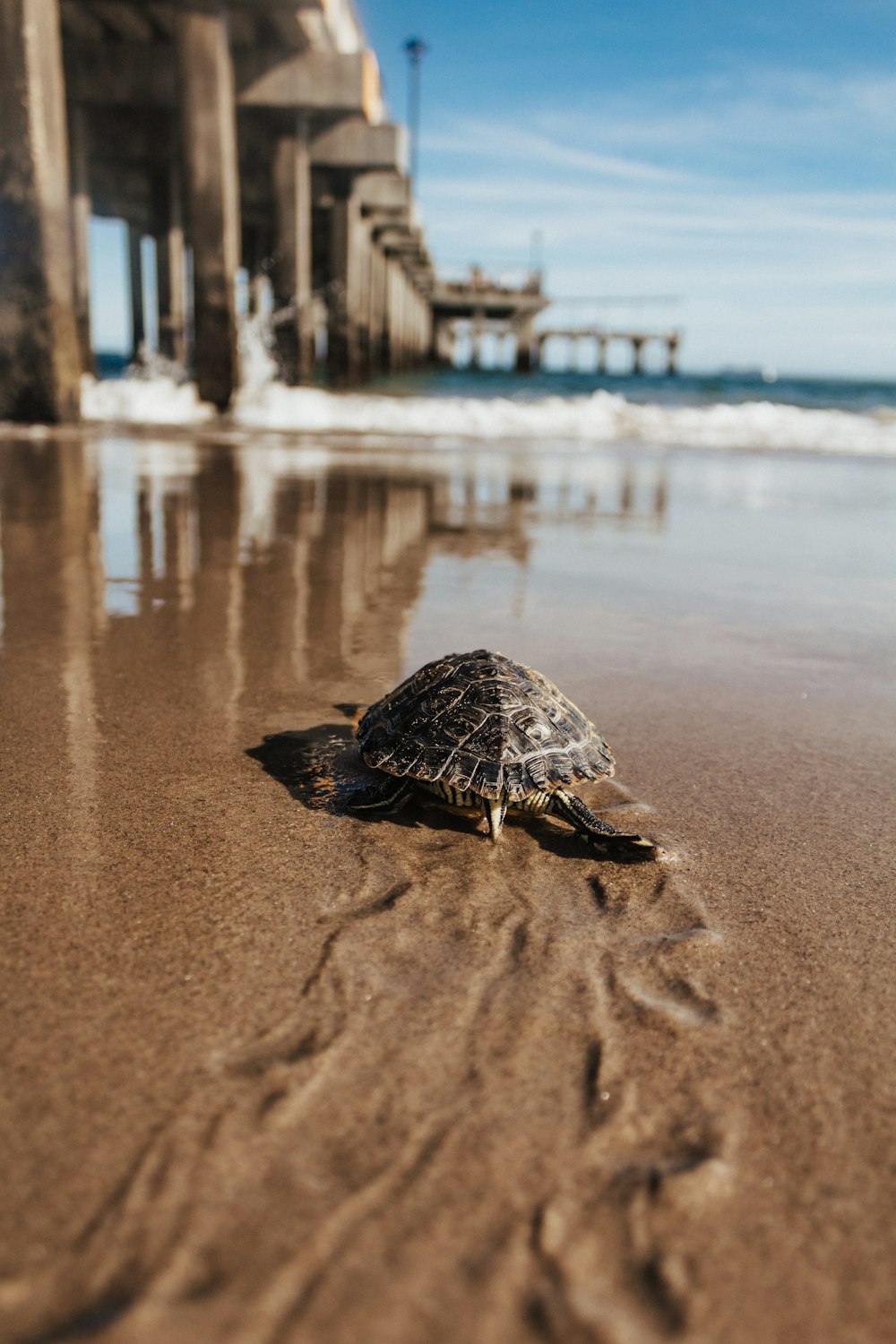 black and brown turtle on brown sand near body of water during daytime