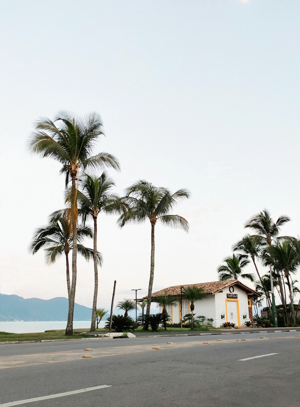 palm trees near body of water during daytime