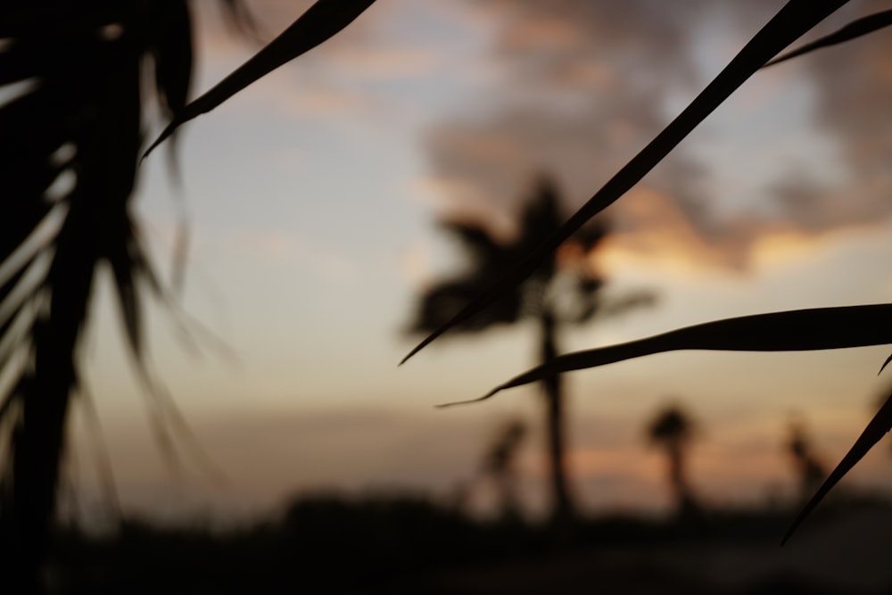 silhouette of plant during sunset