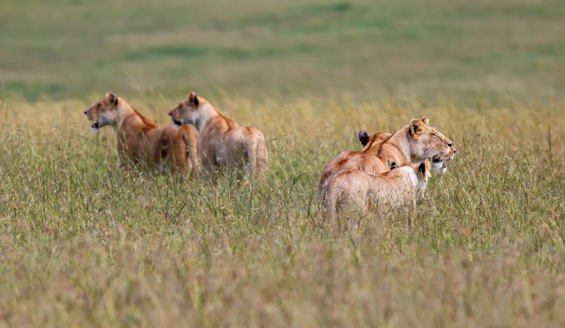 A pride of lionesses lying in the long golden grass of the savanna at sunset