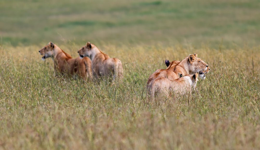 travelers stories about Wildlife in Masai Mara National Reserve, Kenya