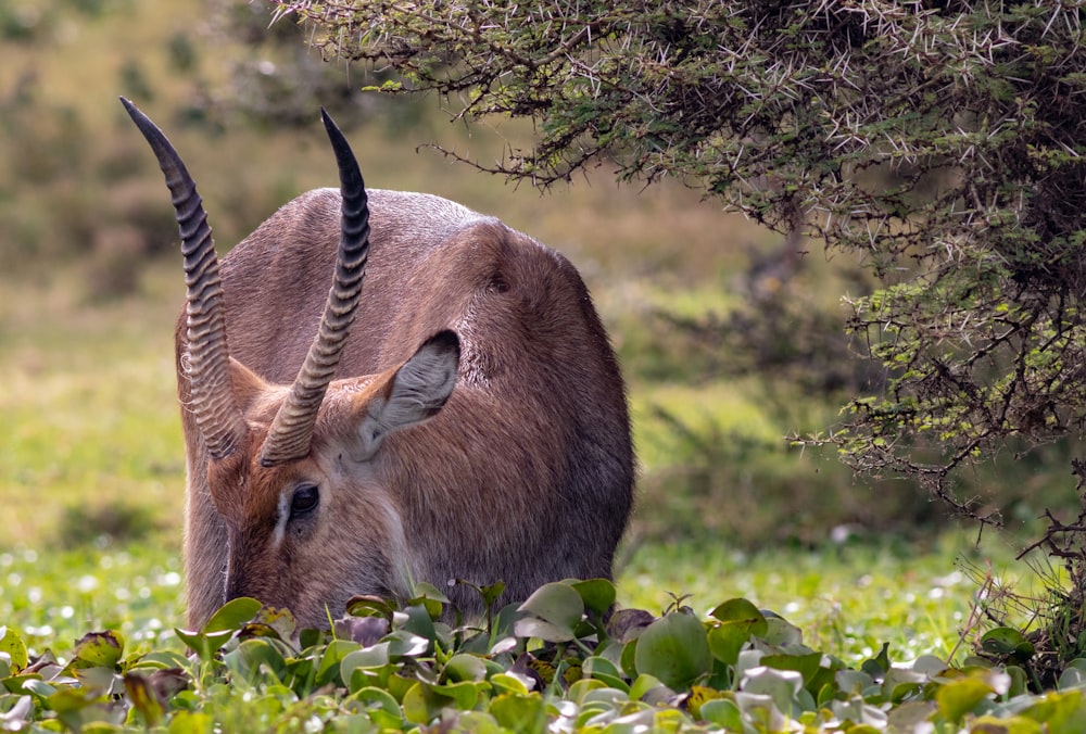 brown deer on green grass during daytime