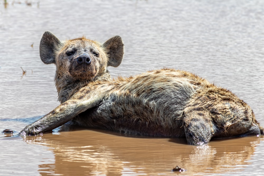 brown and black animal on water during daytime