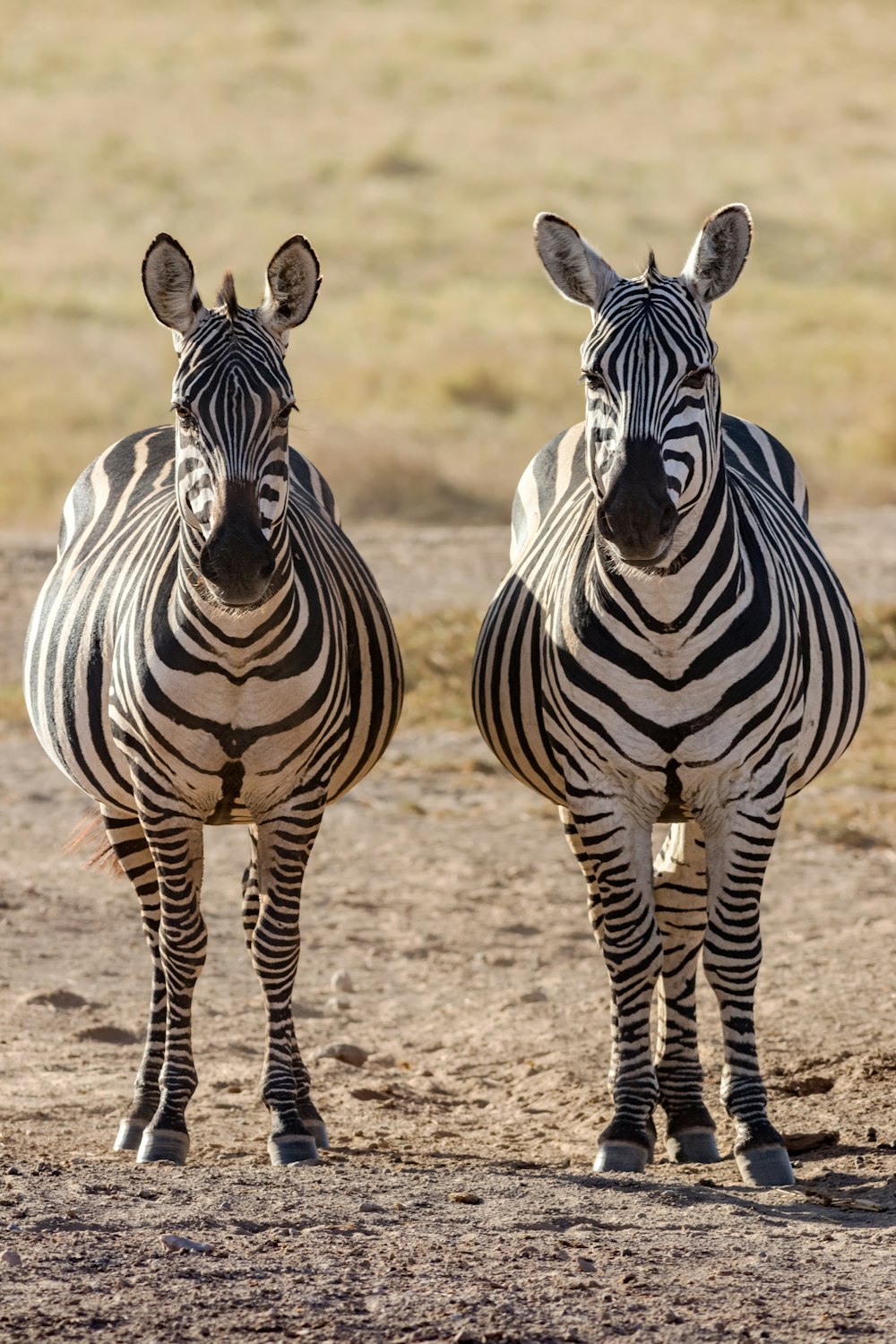 Zebra steht tagsüber auf braunem Feld