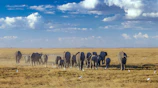 A wide shot of a herd of elephants crossing a dusty savannah.