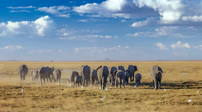 A herd of elephants crossing a dusty savannah with a bright blue sky.