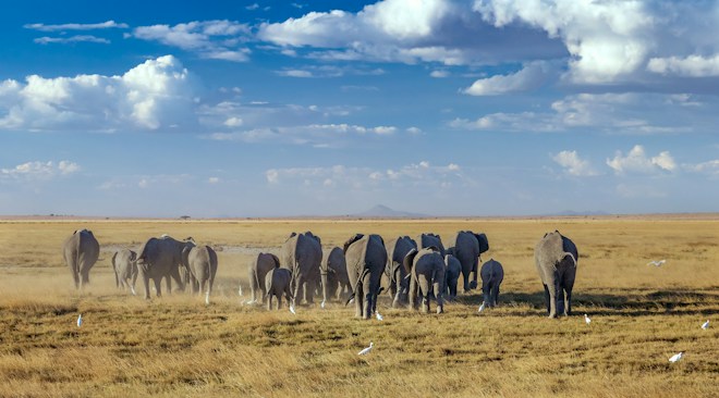 A herd of elephants walks across a vast, dry savanna under a blue sky adorned with white fluffy clouds. The grass is sparse and yellowed, and several white birds are scattered among the elephants.