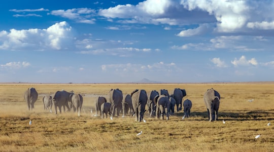 herd of horses on brown grass field under blue sky and white clouds during daytime in Amboseli Kenya