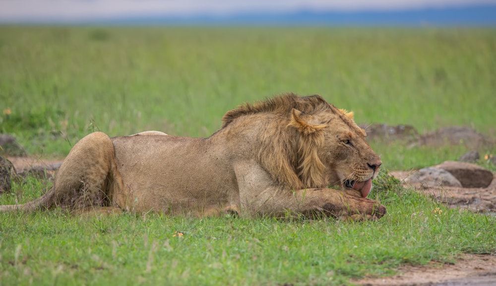 brown lion lying on green grass field during daytime