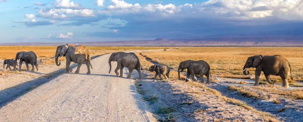 昼間、灰色の未舗装の道を歩く4頭の象