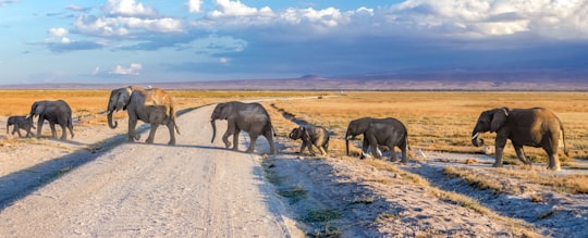 4 elephants walking on gray dirt road during daytime in Amboseli Kenya